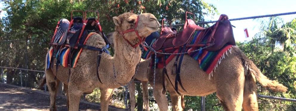 Camel rides for a taste of the exotic life